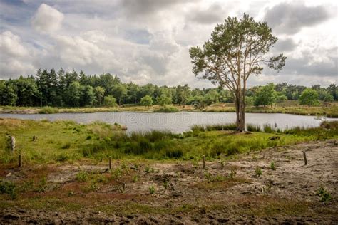 Fen Landscape On A Summer Afternoon Stock Image - Image of gelderland, beauty: 161270917