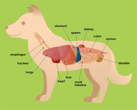 Digestion of your dog | Fokker Petfood