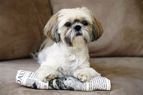 The Best Small Dog Breeds