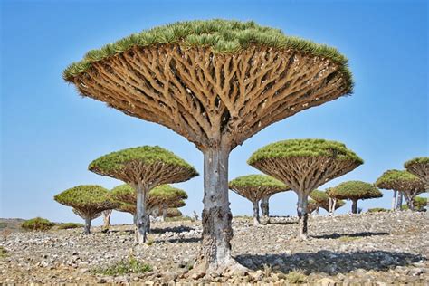 🔥 Socotra dragon tree or dragon blood tree, is native to the Socotra ...