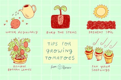 10 Tips for Growing Great Tomatoes