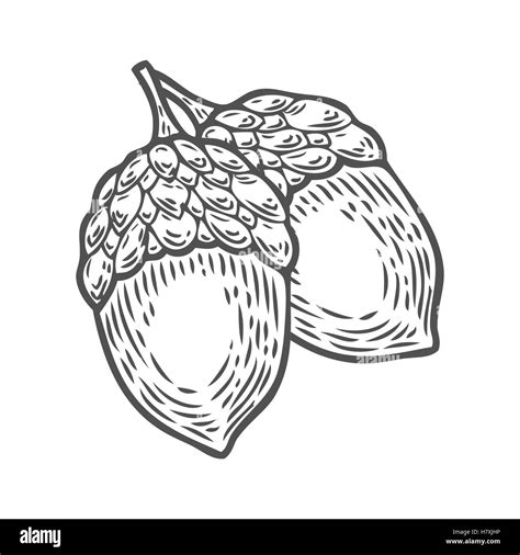 Vector autumn hand drawn acorn. Isolated vector engraved objects. Detailed botanical ...