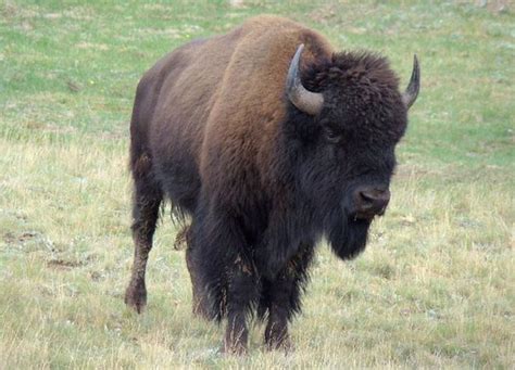 Beefalo - Alchetron, The Free Social Encyclopedia