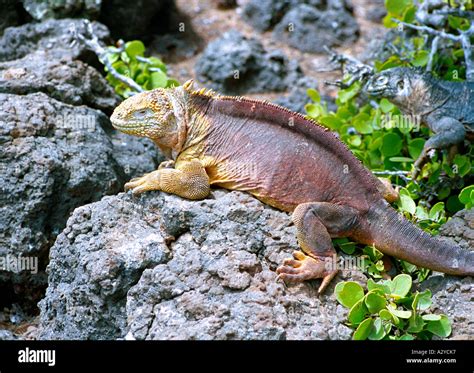 Land iguana on rock Stock Photo - Alamy