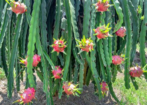 Dragon Fruit Cactus: Plant Care & Growing Guide