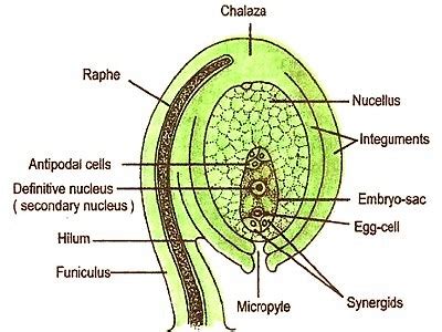 Describe with a Labelled Diagram of a Typical Ovule - QS Study