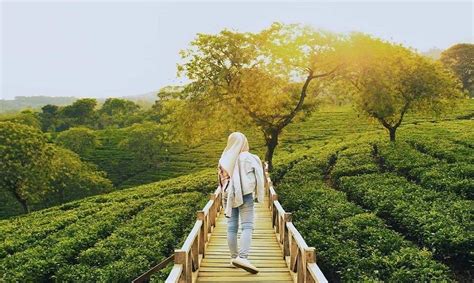 Kebun Teh Wonosari - Tiket Masuk, Fasiitas, Sejarah & Spot Foto Terbaru