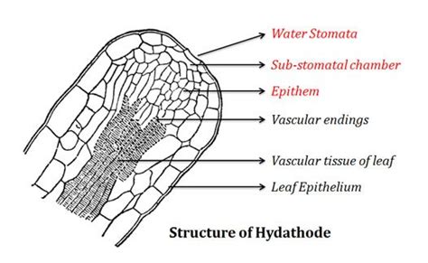 Secretory Tissue in Plants | EasyBiologyClass