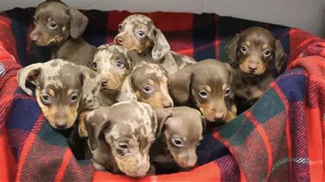 Nine Adorable Sausage Dog Puppies Named After Santa's Reindeer Are ...