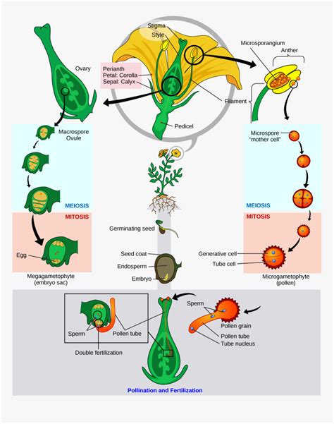 What Is The Embryo Of A Plant