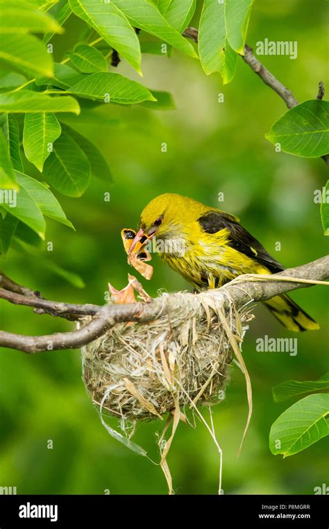 Female Eurasian Golden Oriole (Oriolus oriolus) feeding a moth to chick ...