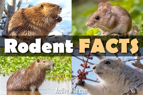 Rodent Facts: The Ultimate Guide To Rodents - Characteristics & Types