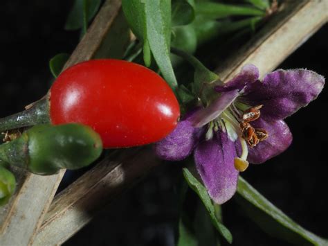 Lycium barbarum L. | Plants of the World Online | Kew Science