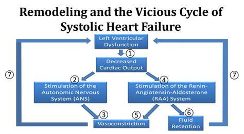 The Heart Failure Syndrome | Executive Electrocardiogram Education