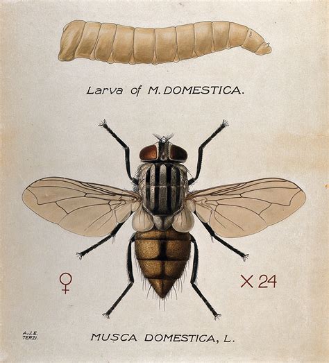 The larva and fly of a house fly (Musca domestica). Coloured drawing by A.J.E. Terzi. | Wellcome ...