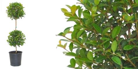 How to grow and care for Eugenia Topiary plants | Shineledlighting