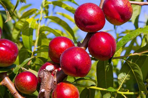 Dwarf Crimson Baby Nectarine - PlantNet® Australia