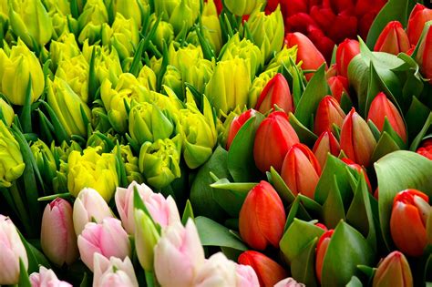 Bunches of Tulips 2 Free Photo Download | FreeImages