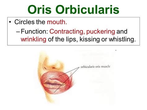 Orbicularis Oris: Origin, Insertion, Blood Supply, Function