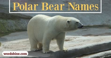 Polar Bear Names