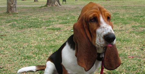 Basset Hound Dog Breed Information - The Ultimate Guide | Breed Advisor