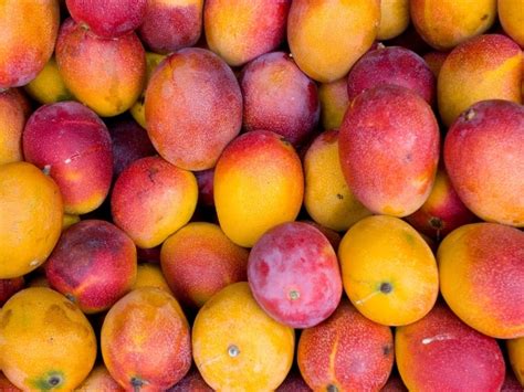 Varieties Of Mango