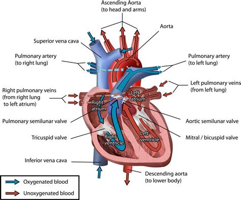 What are the Papillary Muscles? (with pictures)