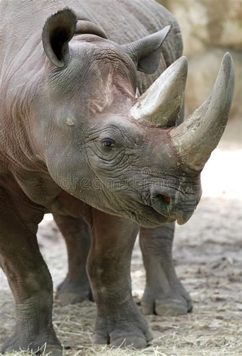 Black Rhino. African Black Rhino Profile with two horns , #sponsored, #Rhino, #Black, #African ...