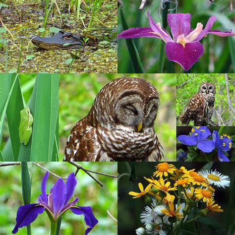 Lake Martin Wildlife and Flowers Photograph by Betty Berard - Pixels