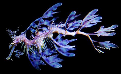 Leafy Sea Dragon Photograph by Paulette Thomas