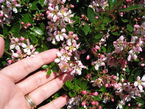 Escallonia 'Donard Seedling' hedge plants | Escallonia hedge, Plants, Evergreen flowering shrubs