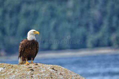 Mature Bald Eagle Perched on a Rock Stock Photo - Image of beach, leucocephalus: 184297738