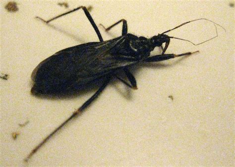 Assassin Bugs Archives - Page 80 of 130 - What's That Bug?