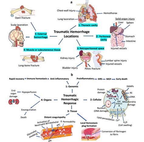 Pathophysiology of traumatic hemorrhagic shock. a Traumatic hemorrhage ...