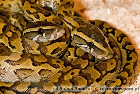 Python sebae - Pyton skalny - Pythonidae - Pytony - Gatunki - Gatunki - Portal