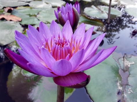 Blue Lotus: The Ancient Egyptian Dream Flower