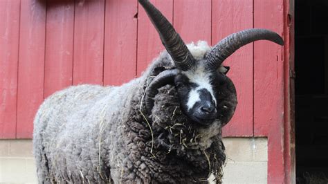 Jacob Sheep - Elmwood Park Zoo