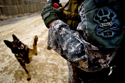 Bomb dog training - Photos - The Long War Journal