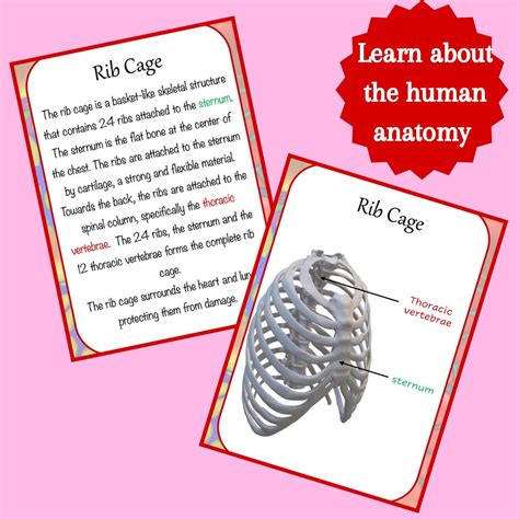 Anatomy Printable Flashcards Anatomy for Homeschool and Grade School ...