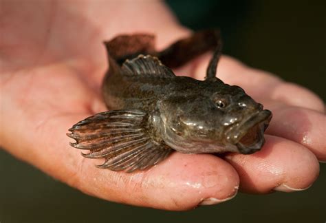 Sculpin | Fly Fishing for Rainbow Trout in Alaska