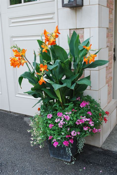 Cannas in pots (around fire pit) | Garden plant pots, Container flowers ...