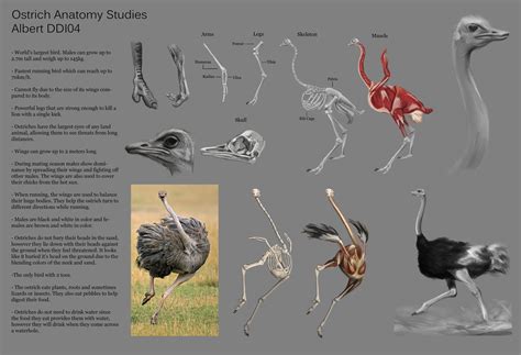 . Anatomy Study, Anatomy Drawing, Body Reference, Anatomy Reference ...