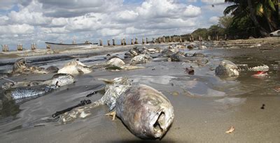 Massive Oil Spill In Trinidad And Tobago Kills Fish, Makes Humans Puke