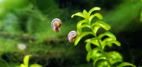 All About Pest Snails in the Planted Aquarium — Buce Plant