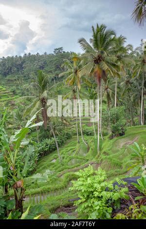 Tegalalang Rice Terraces near Ubud, Bali, Indonesia Stock Photo - Alamy