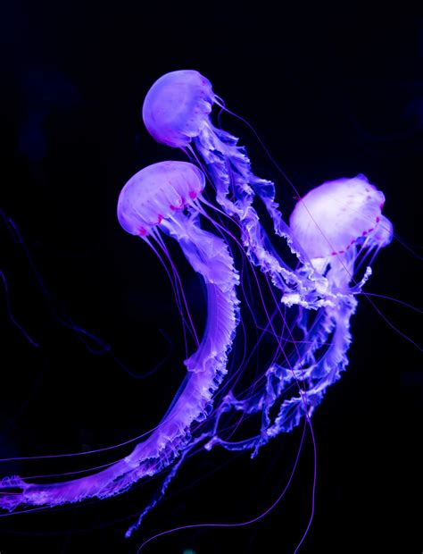 Wallpaper : jellyfish, underwater world, neon, glowing 4000x5233 - 4kWallpaper - 1298577 - HD ...