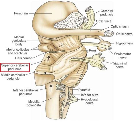 Image result for olivocerebellar tract | Human body systems anatomy, Brain images, Human body ...