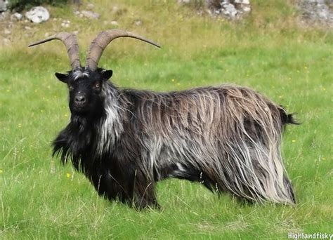 Feral Goat | Seen in Glen Strathfarrar this afternoon | David Fiske ...