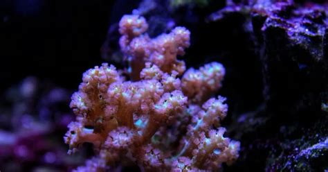 Why Is My Kenya Tree Coral Not Opening in My Reef Tank?