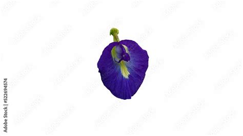 Butterfly pea flower Stock Photo | Adobe Stock